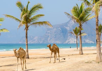Que faire à Oman : 10 raisons de visiter la cité des 1001 nuits