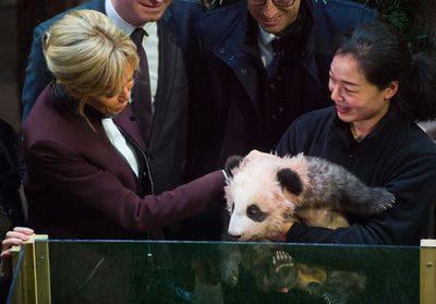 Brigitte Macron : première rencontre avec le bébé panda du zoo de Beauval