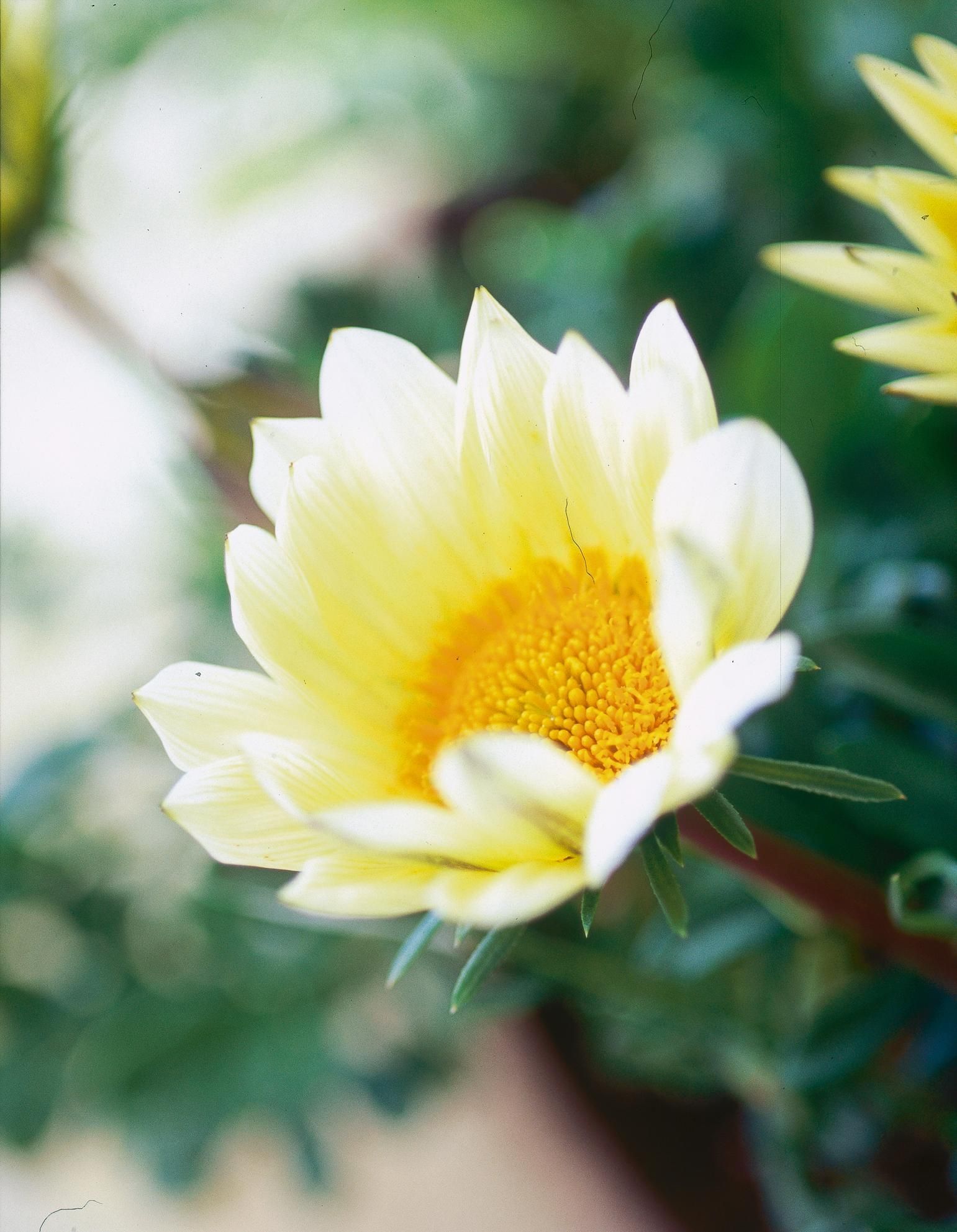 Gazania 2