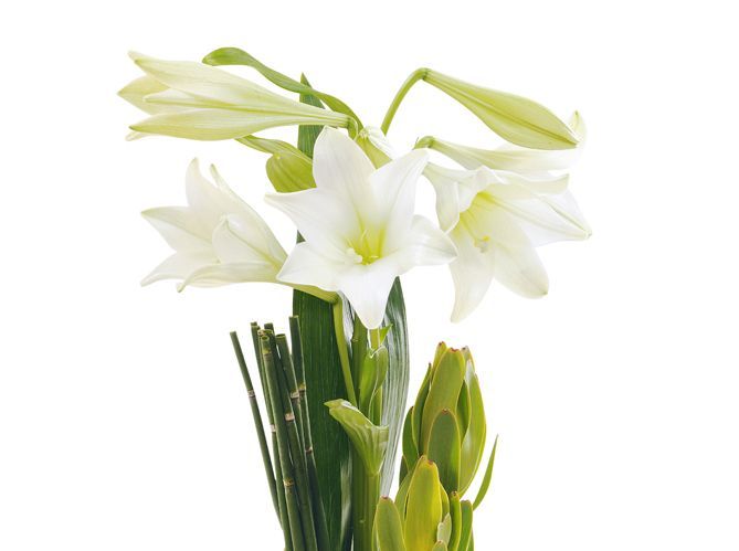 Tout Savoir Sur Le Langage Des Fleurs Elle Décoration