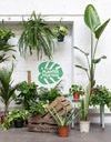 Vente de plantes à 2 € les 30 juin et 1er juillet : l’événement green incontournable