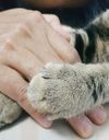 « Ça va, c’est juste un chat » : le deuil incompris des animaux de compagnie 