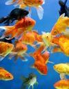 Rêver de poissons : notre interprétation 