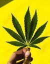 « Pas un seul pays ayant légalisé l’usage du cannabis n’envisage de revenir à la prohibition » 