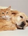 Animalerie : l’Assemblée vote la fin de la vente de chiens et de chats  