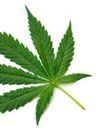 Cannabis : un nouveau médicament ?
