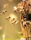 Comment protéger les abeilles à son niveau ?