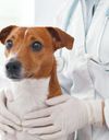 Coronavirus : des vétérinaires s’alarment des cas d'animaux nettoyés avec du gel hydroalcoolique