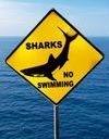 Hawaï : la touriste attaquée par un requin est décédée