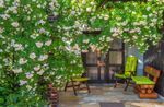6 plantes grimpantes pour ombrager une terrasse ou un balcon 