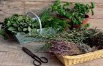 5 plantes aromatiques à cultiver cet automne