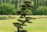 Comment tailler ses arbres en nuage?