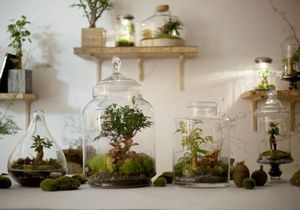 DIY : notre mode d’emploi du terrarium