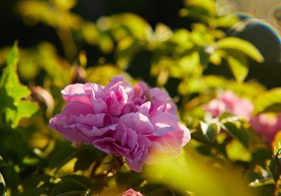 ELLE decouvre la rose de Grasse de la fleur au parfum