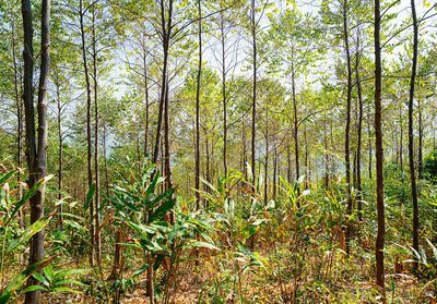 #ELLEDécouvre : le benjoin du Laos, de l'arbre au parfum