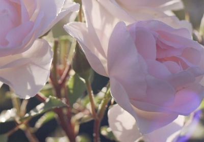 Ces vidéos ASMR des jardins Dior Skincare vont vous hypnotiser
