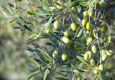 #ELLEDécouvre : l'olive, de l'oliveraie de Provence aux soins pour la peau