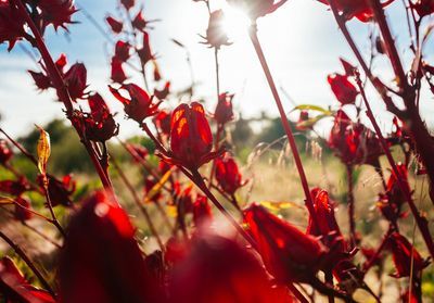#ELLEdécouvre : la fleur d'hibiscus, des champs au soin de beauté
