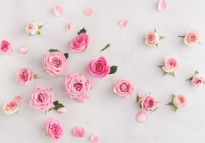 Comment la rose s'impose dans les parfums contemporains