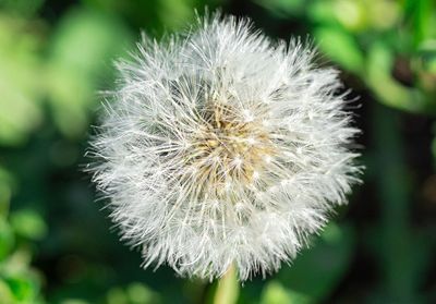 Est-ce possible de teindre les poils blancs du pubis ?