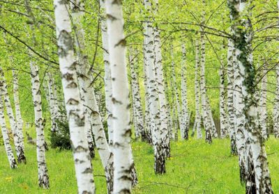 ELLE découvre la sève de bouleau, de l'arbre aux soins cosmétiques