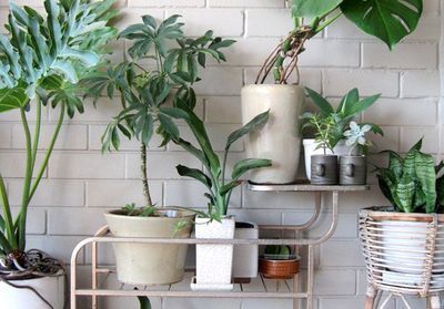 15 idées pour mettre son balcon au vert