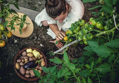 Fanes, épluchures, pépins, je crée mon potager perpétuel