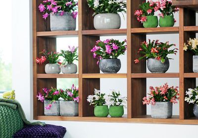 Cactus de Noël : bien entretenir un Shlumbergera