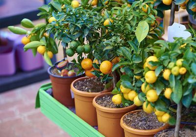 Citronnier, oranger, kumquat, soigner les agrumes en hiver ?