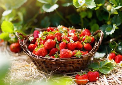 Comment planter les fraisiers ?