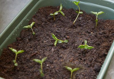 Comment semer ses premiers légumes au potager