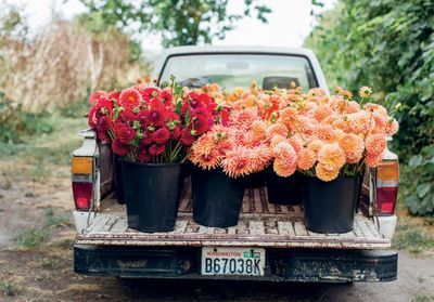 Cultiver ses fleurs à bouquets
