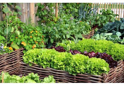 Décembre, commencer le potager du printemps