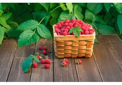 Framboisiers et groseilliers, quand et comment les planter ?
