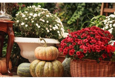 Le chrysanthème, osez le cultiver pour la décoration