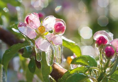 Le jardinage et les Saints de Glace