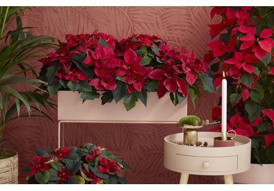 Le poinsettia pour fleurir Noël