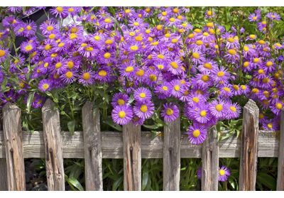 Les asters pour illuminer le jardin en automne