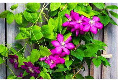 Les clématites, de la plantation à la floraison