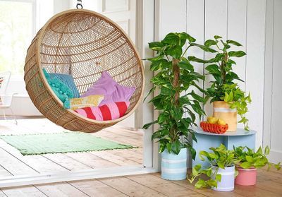 Conseils pour bien acheter une plante d'intérieur