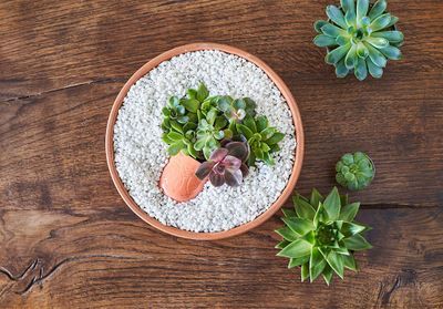 DIY : une composition de succulentes à offrir pour la fête des mères