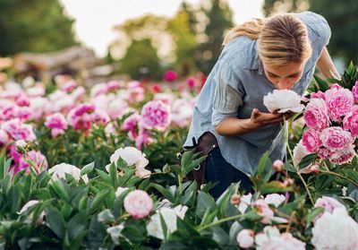 Cultiver des pivoines