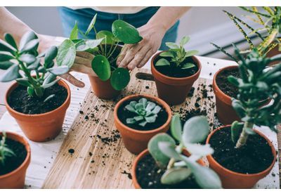 Les meilleurs comptes Instagram à suivre pour les amoureux des plantes