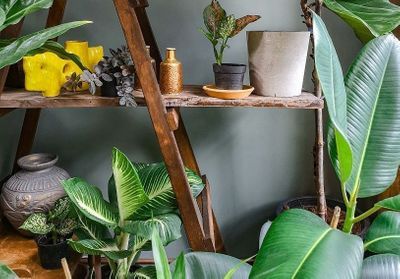 Canicule : 5 plantes d'intérieur pour garder votre maison fraîche