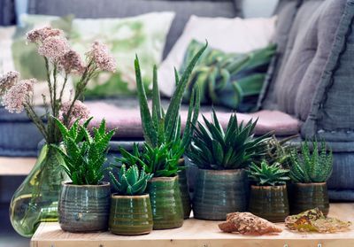 6 plantes increvables pour celles qui n'ont vraiment pas la main verte