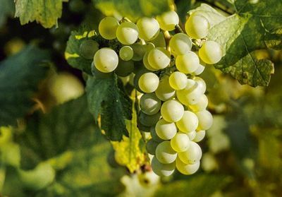 Comment choisir son vin écologique ?