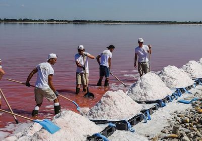 La fleur de sel : l'or blanc de Camargue