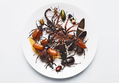 Insectes, aliments de synthèse : que mangerons-nous dans le futur ?