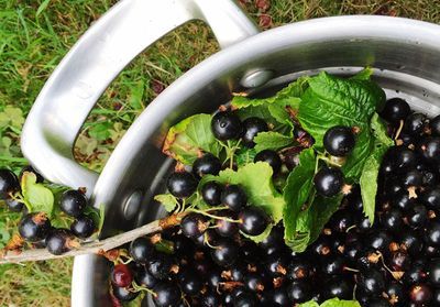 Beauté et forme : vous ne pourrez plus vous passer du cassis