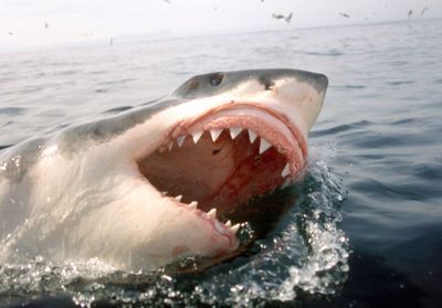 Le cinéma français s'offre son tout premier film de requins : les « Dents de la Mer » made in Arcachon